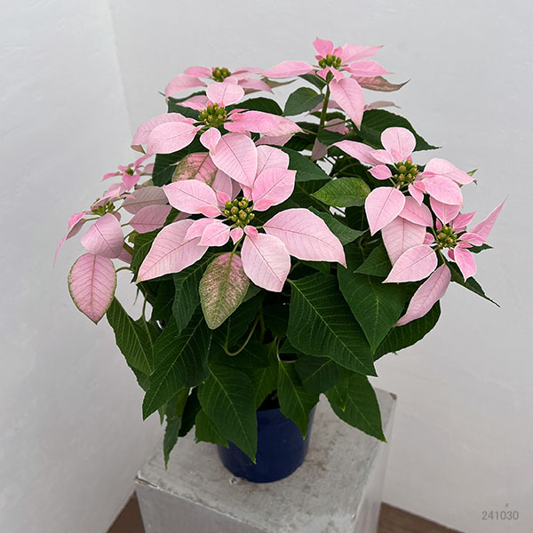 ポインセチア:ジャドール ソフトピンク5号鉢植え