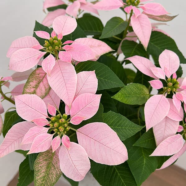 ポインセチア:ジャドール ソフトピンク5号鉢植え