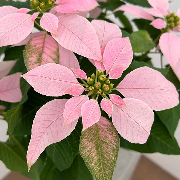 ポインセチア:ジャドール ソフトピンク5号鉢植え