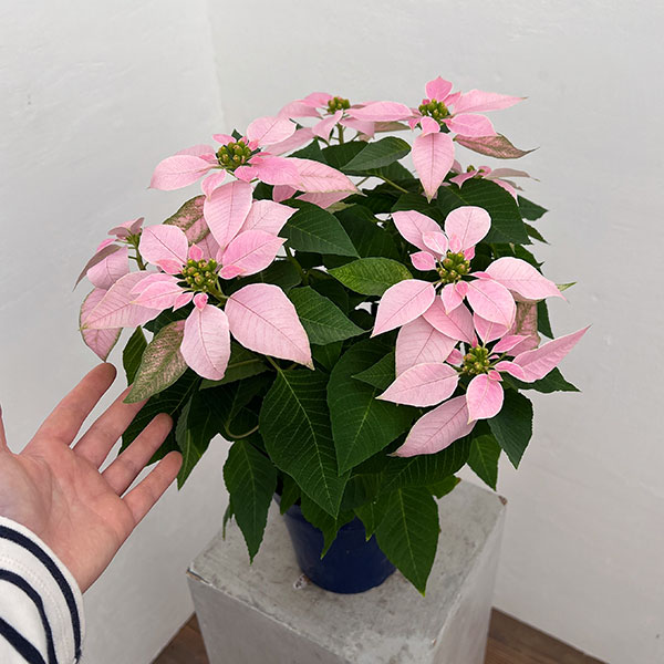 ポインセチア:ジャドール ソフトピンク5号鉢植え