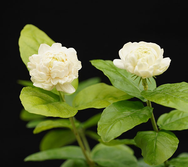 [26年5月中下旬予約]ジャスミン：大輪八重マツリカ プリンセスローズ　3号ポット