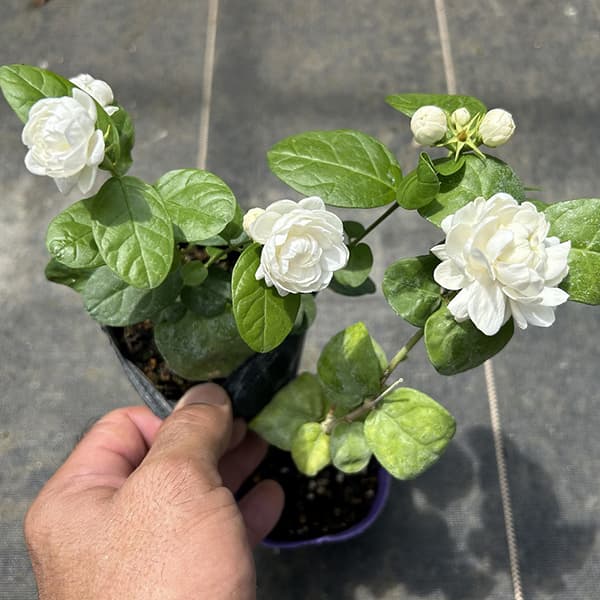 [26年5月中下旬予約]ジャスミン：大輪八重マツリカ プリンセスローズ　3号ポット