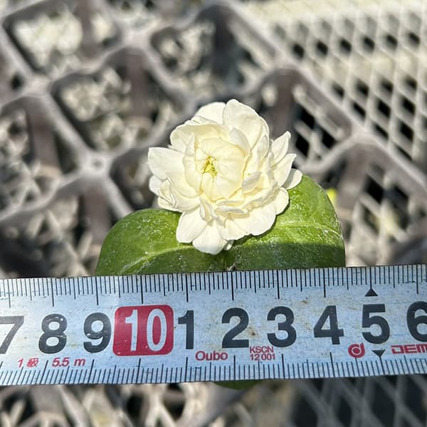 [26年5月中下旬予約]ジャスミン：大輪八重マツリカ プリンセスローズ　3号ポット