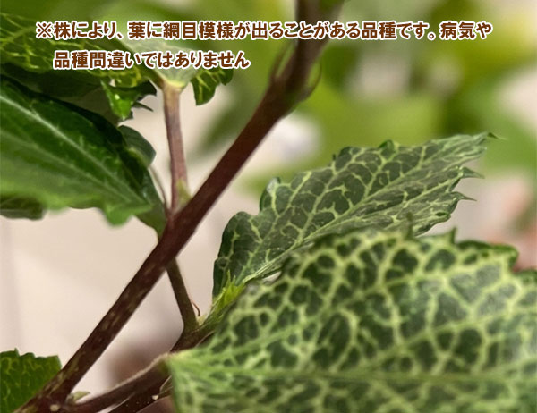 ハイビスカス:ハミングバード3号ポット