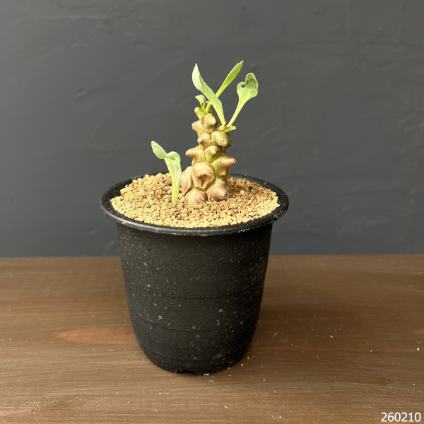 オトンナ：ヘレイ　3号鉢植え*