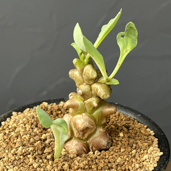 オトンナ：ヘレイ　3号鉢植え*