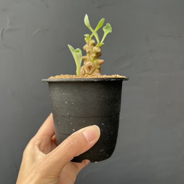 オトンナ：ヘレイ　3号鉢植え*