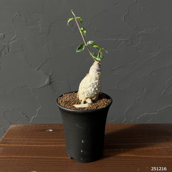 【特大】フォッケア エデュリス　火星人 火星人 フォッケア・エデュリス【大株】 新着