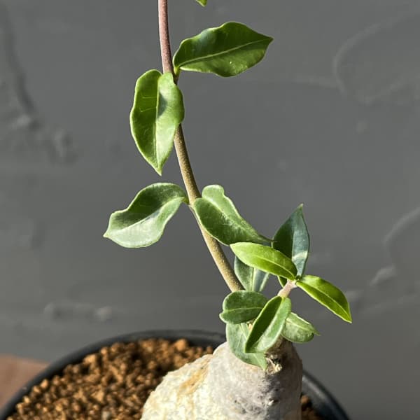 フォッケア：エデュリス 火星人　3号鉢植え*