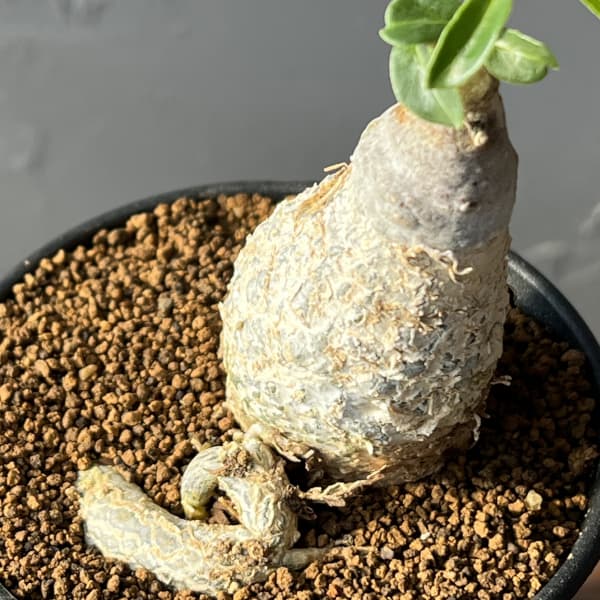 フォッケア：エデュリス 火星人　3号鉢植え*