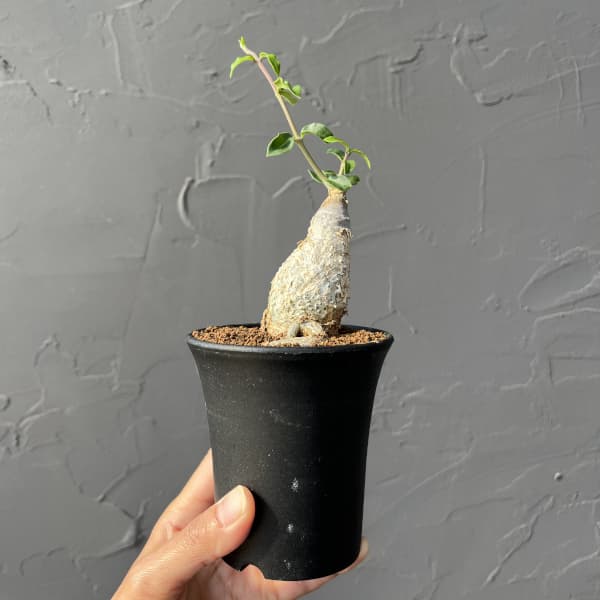 フォッケア エデュリス（火星人）　鉢ごと発送 塊根 植物 火星人（フォッケア・エデュリス）観葉 多肉 趣味の園芸