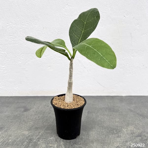 フォッケア:マルチフローラ 2.5号鉢植え