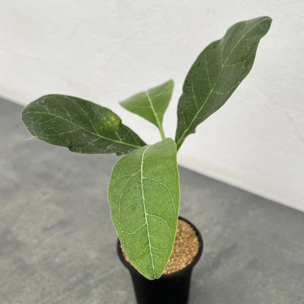 フォッケア:マルチフローラ 2.5号鉢植え