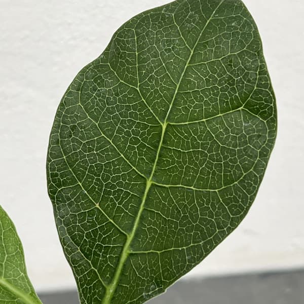 フォッケア:マルチフローラ 2.5号鉢植え