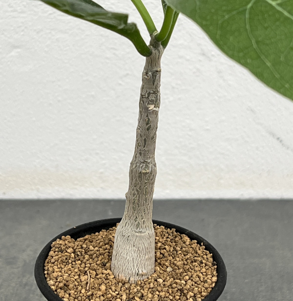 フォッケア:マルチフローラ 2.5号鉢植え