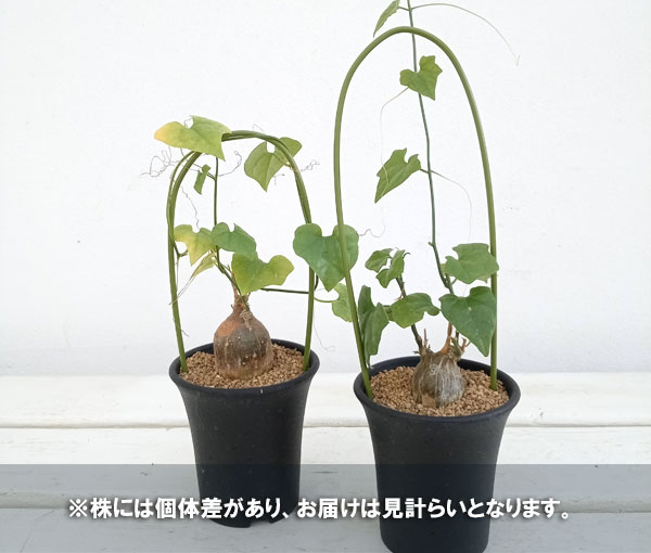 [ザ・ファームセレクト]キクランテロプシス：パルビフロラ　2.5号鉢植え