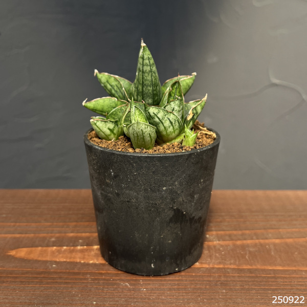[ザ・ファームセレクト]サンセベリア：ミニローズ　2.5号鉢植え