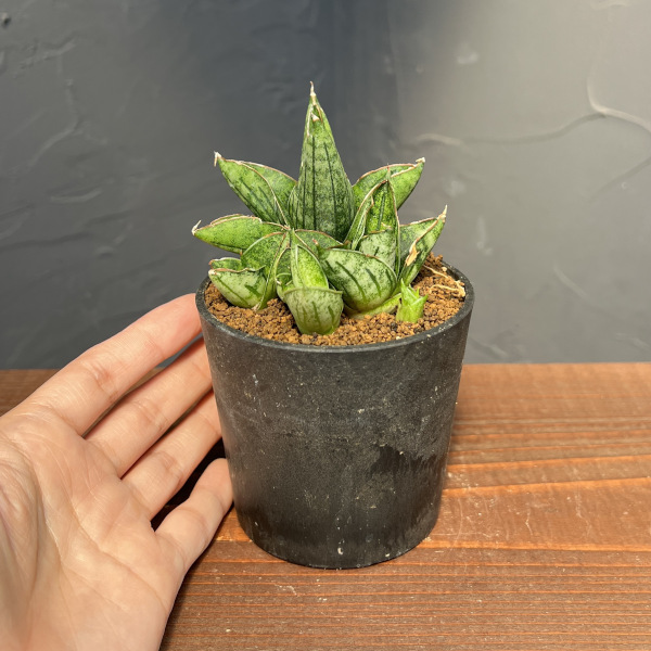 [ザ・ファームセレクト]サンセベリア：ミニローズ　2.5号鉢植え