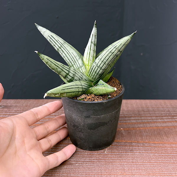[ザ・ファームセレクト]サンセベリア：ルーキー　2.5号鉢植え