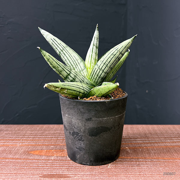 [ザ・ファームセレクト]サンセベリア：ルーキー　2.5号鉢植え