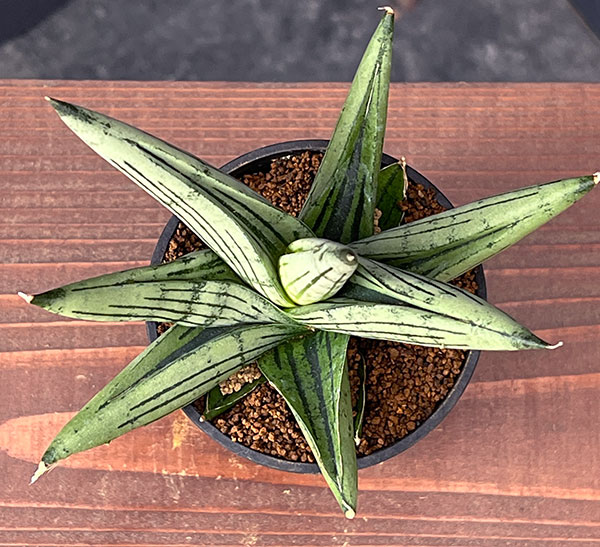 [ザ・ファームセレクト]サンセベリア：ルーキー　2.5号鉢植え