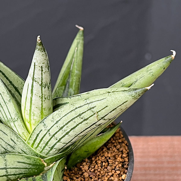 [ザ・ファームセレクト]サンセベリア：ルーキー　2.5号鉢植え