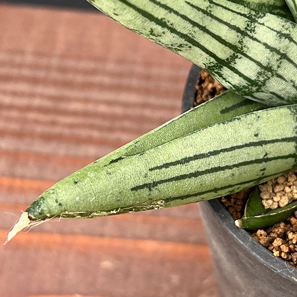 [ザ・ファームセレクト]サンセベリア：ルーキー　2.5号鉢植え