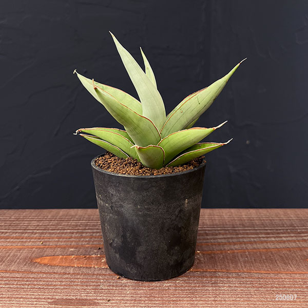 [ザ・ファームセレクト]サンセベリア：バイビット　2.5号鉢植え