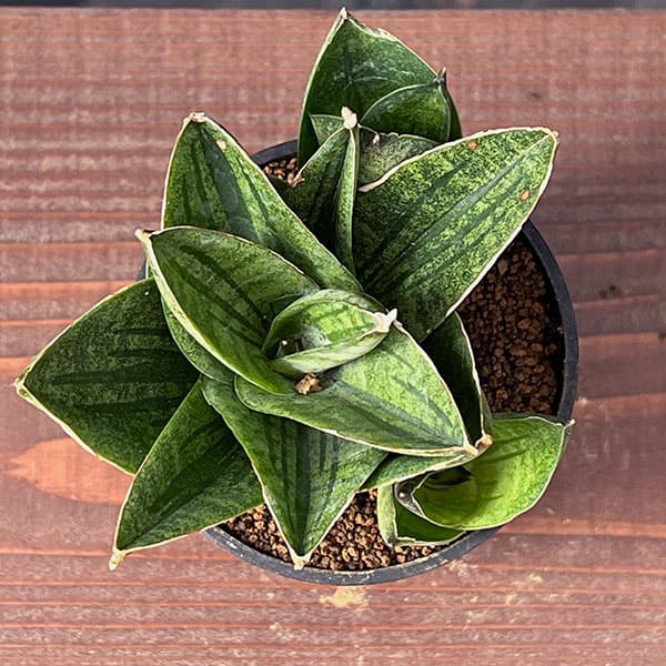 [ザ・ファームセレクト]サンセベリア：ヴィーラ　2.5号鉢植え