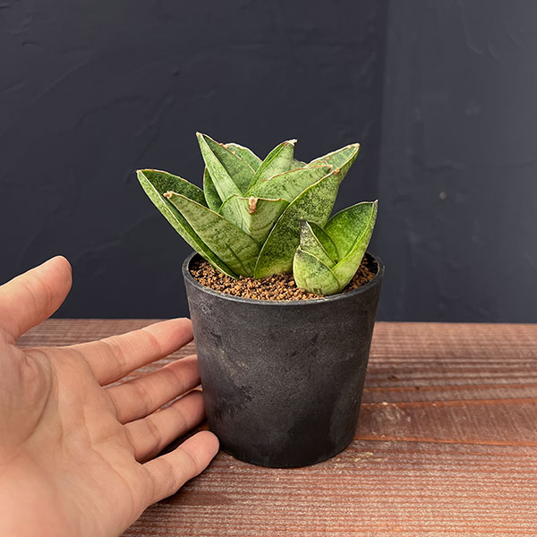 [ザ・ファームセレクト]サンセベリア：ヴィーラ　2.5号鉢植え