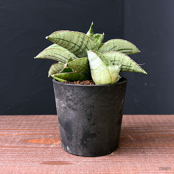 [ザ・ファームセレクト]サンセベリア：ホビット　2.5号鉢植え