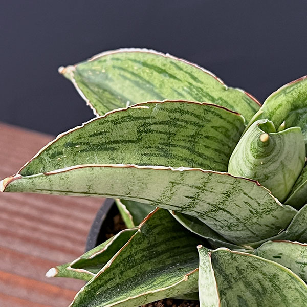 [ザ・ファームセレクト]サンセベリア：ホビット　2.5号鉢植え