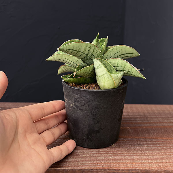 [ザ・ファームセレクト]サンセベリア：ホビット　2.5号鉢植え