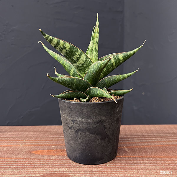 [ザ・ファームセレクト]サンセベリア：プラブ　2.5号鉢植え