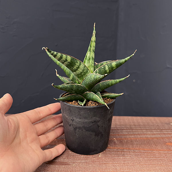 [ザ・ファームセレクト]サンセベリア：プラブ　2.5号鉢植え