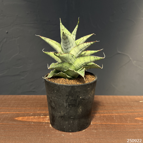 [ザ・ファームセレクト]サンセベリア：スノーフレーク　2.5号鉢植え
