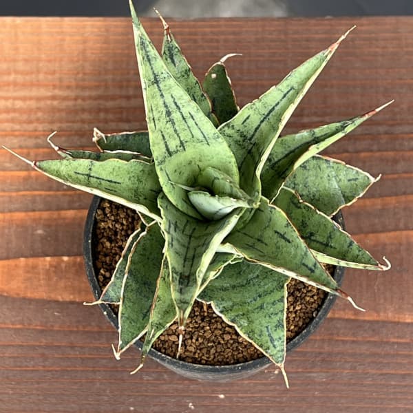[ザ・ファームセレクト]サンセベリア：スノーフレーク　2.5号鉢植え