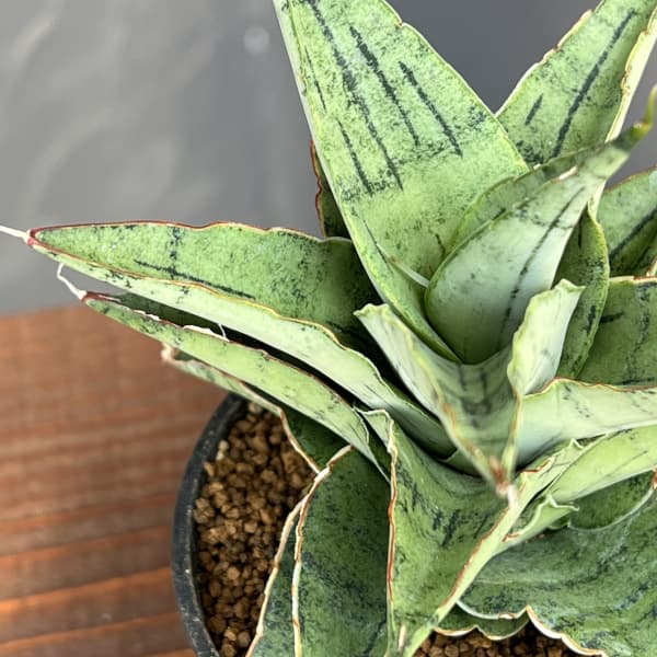 [ザ・ファームセレクト]サンセベリア：スノーフレーク　2.5号鉢植え