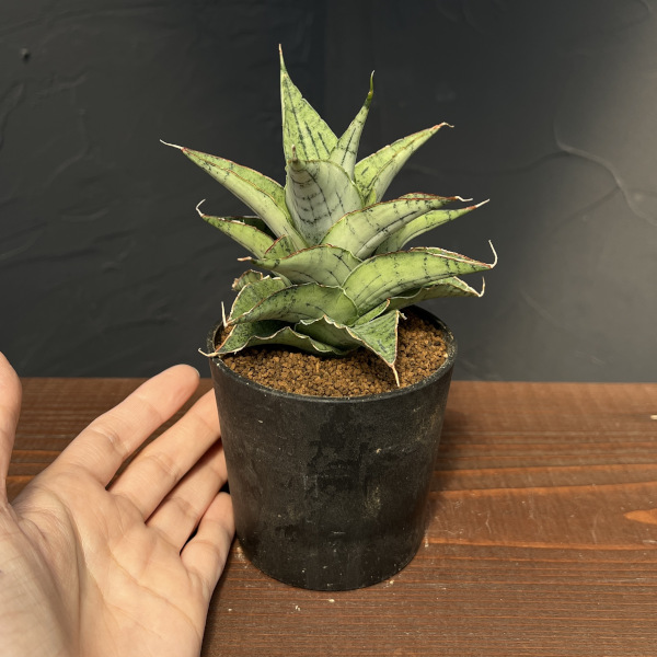 [ザ・ファームセレクト]サンセベリア：スノーフレーク　2.5号鉢植え