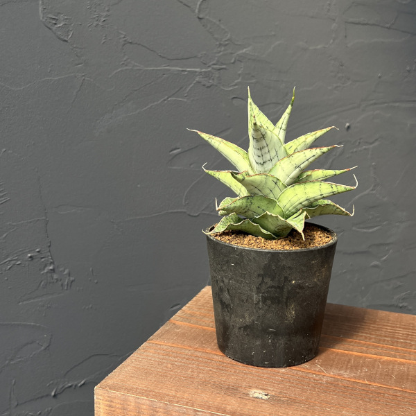 [ザ・ファームセレクト]サンセベリア：スノーフレーク　2.5号鉢植え