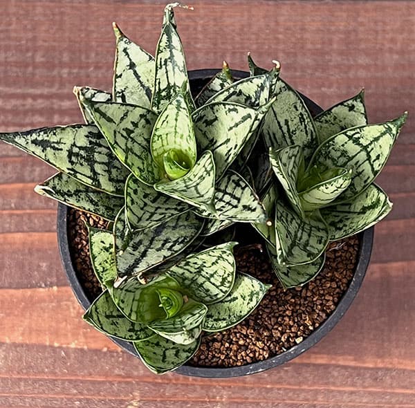 [ザ・ファームセレクト]サンセベリア：マルガリータ　2.5号鉢植え