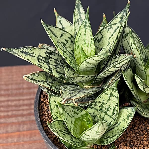 [ザ・ファームセレクト]サンセベリア：マルガリータ　2.5号鉢植え