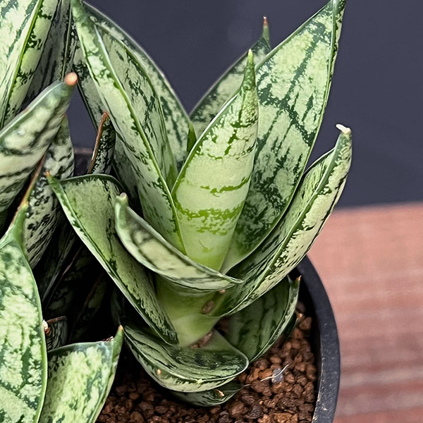 [ザ・ファームセレクト]サンセベリア：マルガリータ　2.5号鉢植え