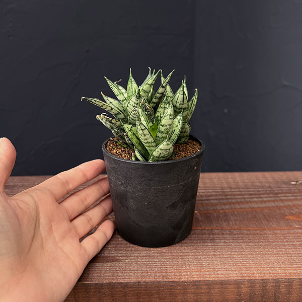 [ザ・ファームセレクト]サンセベリア：マルガリータ　2.5号鉢植え