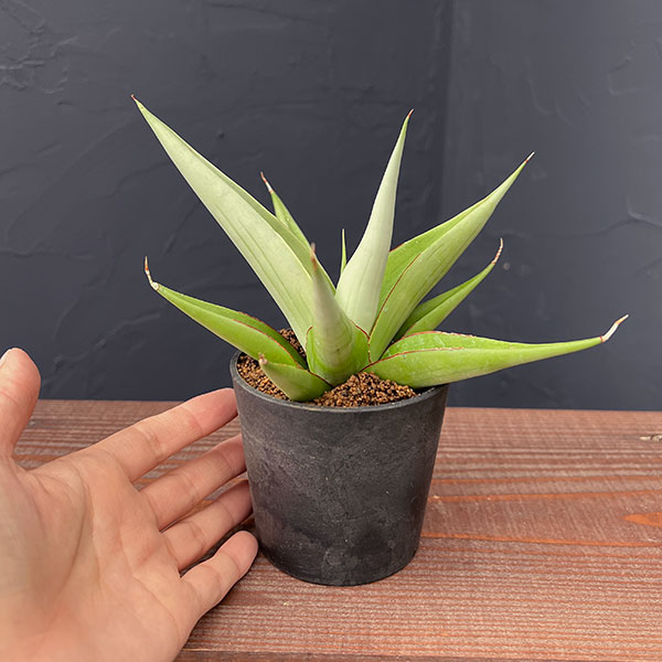 [ザ・ファームセレクト]サンセベリア：ミラノ　2.5号鉢植え