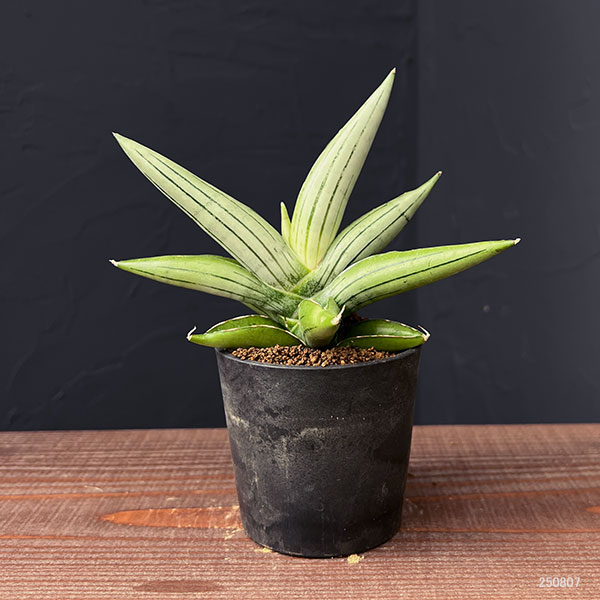 [ザ・ファームセレクト]サンセベリア：アイスマン　2.5号鉢植え