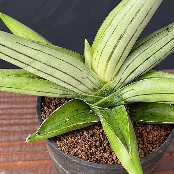 [ザ・ファームセレクト]サンセベリア：アイスマン　2.5号鉢植え
