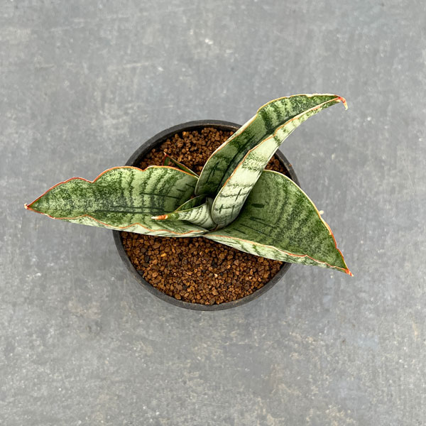 [ザ・ファームセレクト]サンスベリア：ライオンハート　2.5号鉢植え