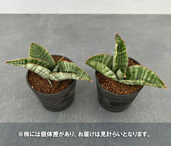 [ザ・ファームセレクト]サンスベリア：ライオンハート　2.5号鉢植え