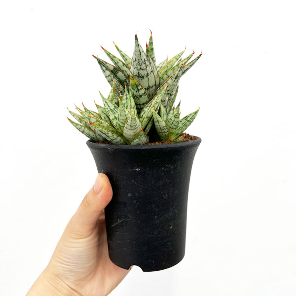 [ザ・ファームセレクト]サンセベリア：マルガリータ　3号鉢植え24-01